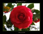 Camelia controluce