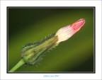 Fiore 03