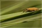 Curculionide Curculionide