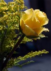 una rosa tea una rosa tea