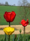 Tulipani Tulipani