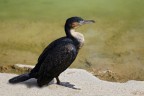 Cormorano ... Cormorano ...