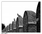 Piccioni B&amp;W
