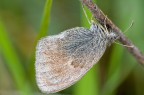 Farfallina Farfallina