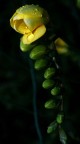 FIORE FIORE