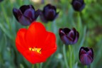 Colori Colori