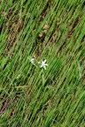 natural_texture natural_texture