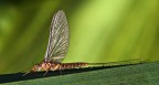 Lucifero ..