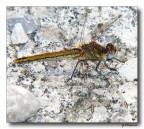 Libellula Libellula