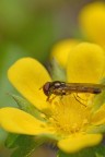 oro su giallo oro su giallo
