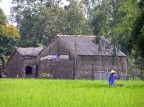 Viet Nam: risaia Viet Nam: risaia