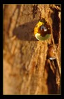 The Golden Drop The Golden Drop