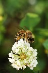 Un fiore, Un'ape Un fiore, Un'ape