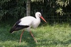 Cicogna a passeggio