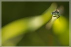 Libellula Libellula