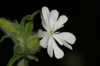 fiore fiore