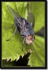 "Fly@on Leaf" "Fly@on Leaf"
