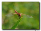 libellula rossa 9