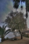 Albero bianco Albero bianco