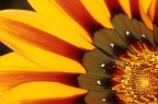 macro fiore macro fiore