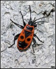 Lygaeus kalmii Lygaeus kalmii