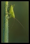Green Green