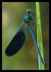Libellula in controluce Libellula in controluce