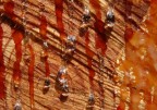 "lacrime di legno" "lacrime di legno"