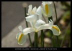 Fiore Fiore