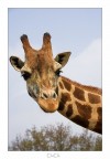 SAFARI (CuCu) SAFARI (CuCu)