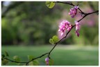 Primavera Primavera