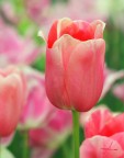 spring pink spring pink