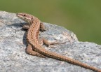 Podarcis muralis
