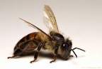 Apis mellifera Apis mellifera