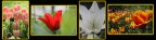 COMPOSIZIONE DI FIORI COMPOSIZIONE DI FIORI