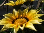 Fiore 4 Fiore 4