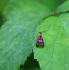 Farfallina strana Farfallina strana