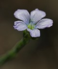 Piccolo Fiore Piccolo Fiore