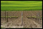 mare verde e vigna mare verde e vigna