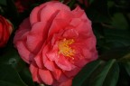 Camelia