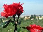 La padrona La padrona
