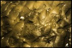 - L'oro del mare - - L'oro del mare -