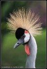 Gru coronata Gru coronata