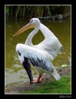 Pellicano allo Zoo Napoli Pellicano allo Zoo Napoli