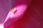 Afide su petalo di rosa