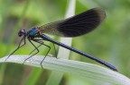Calopteryx Splendens ( Male)
