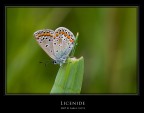Licenide 1 Licenide 1
