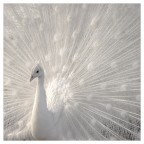 white white