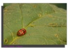 coccinella