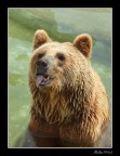 orso zoo di Napoli
